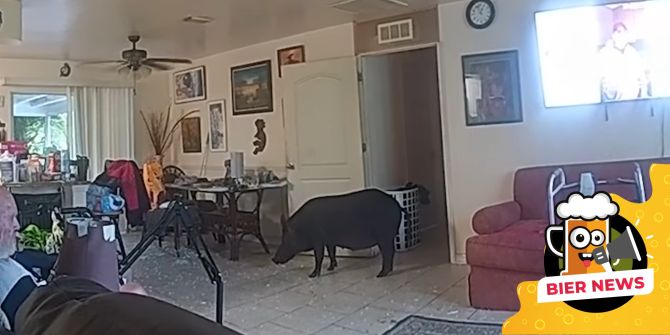 Wildschwein Glastür Haus eingebrochen