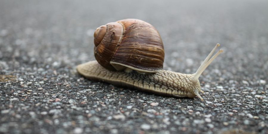 Schnecke