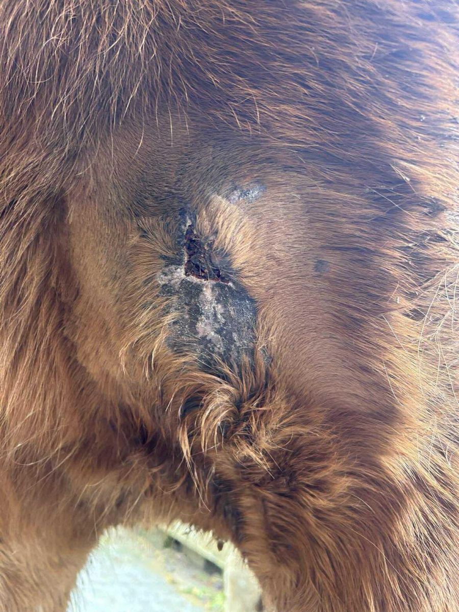 Als die Pferde der Halterin von Ramiswil auf dem Hof von Janine Valsecchi ankamen, hatten sie Verletzungen ...