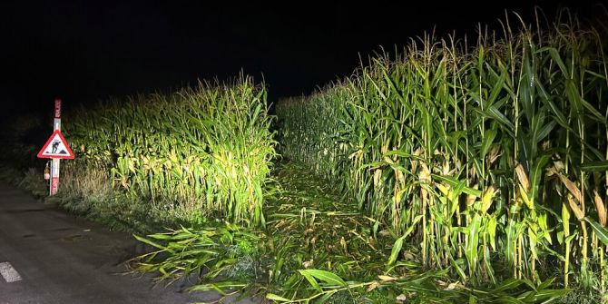 Strolchenfahrt durch Maisfeld