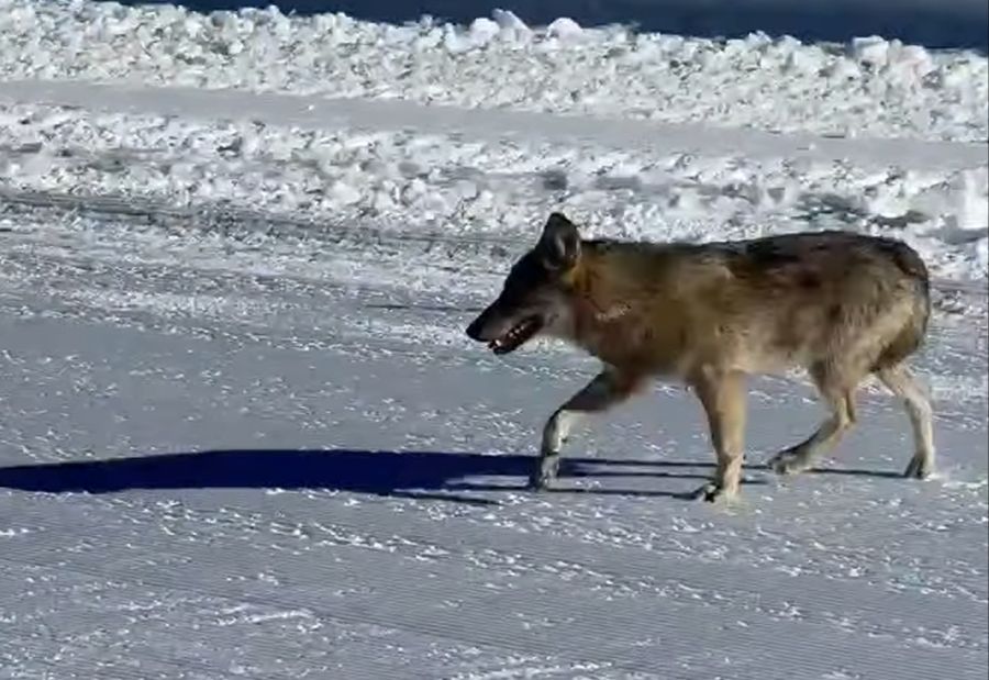 Laut einem Experten handelt es sich mutmasslich um den gleichen Wolf wie in Zermatt. Dieser dürfte männlich und ein bis zwei Jahre alt sein.