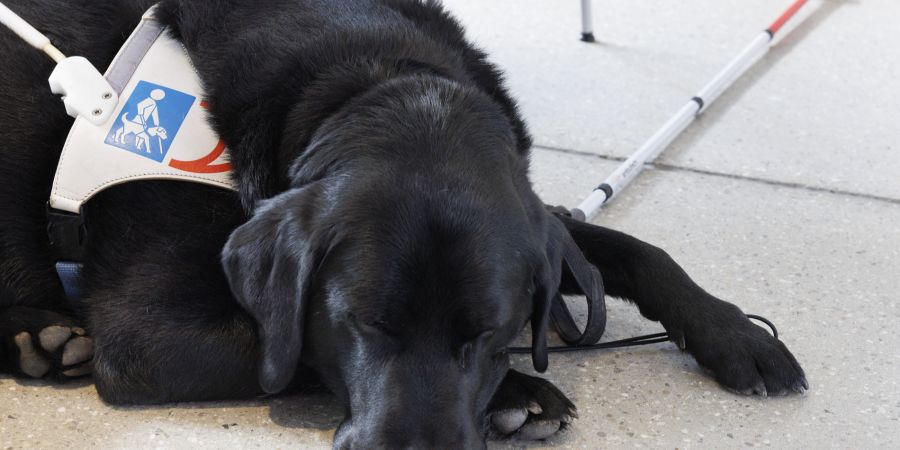 Blindenhund