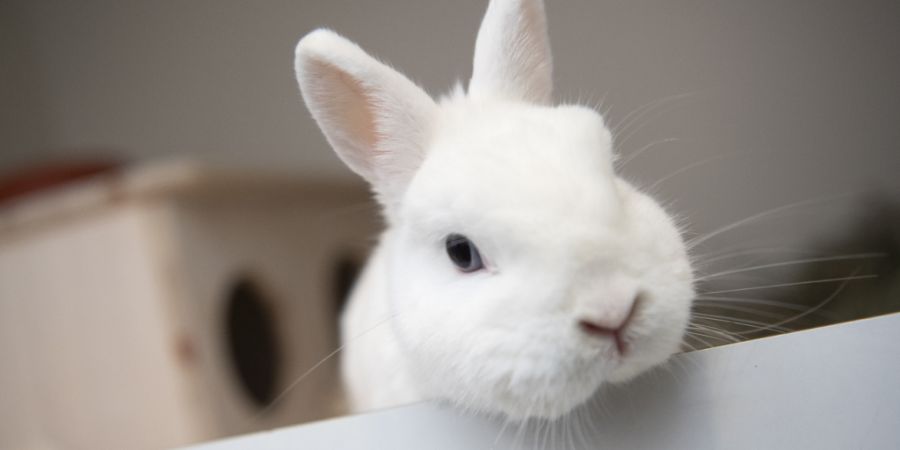 Im Kanton Aargau gab es in den letzten vier Wochen vier nachgewiesene Fälle der viralen hämorrhagischen Krankheit. Das ist eine Seuche, die bei Kaninchen normalerweise tödlich endet....