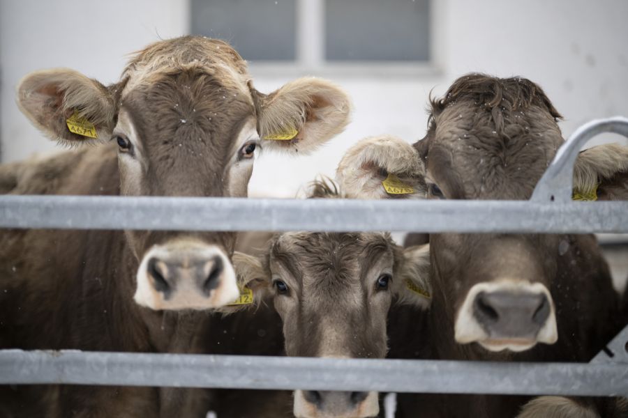 Grund dafür ist die Kuh Veronika, die sich mit einem Besen gezielt an verschiedensten Stellen am Körper kratzen kann. (Symbolbild)