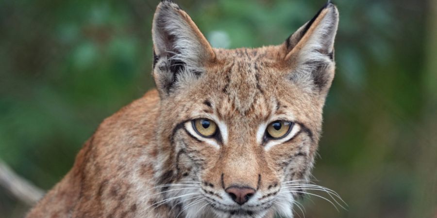 Der Schutz einheimischer Arten sei im Bundesrecht klar verankert, und die Kantone seien verpflichtet, diese Vorgaben umzusetzen, argumentiert der Verein Wildtierschutz Schweiz zugunsten...