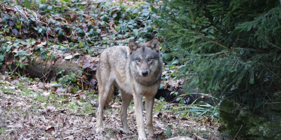 Die Wölfin Tara im Wildpark Bruderhaus sollte kastriert werden. Dabei erlitt sie einen Herzstillstand.