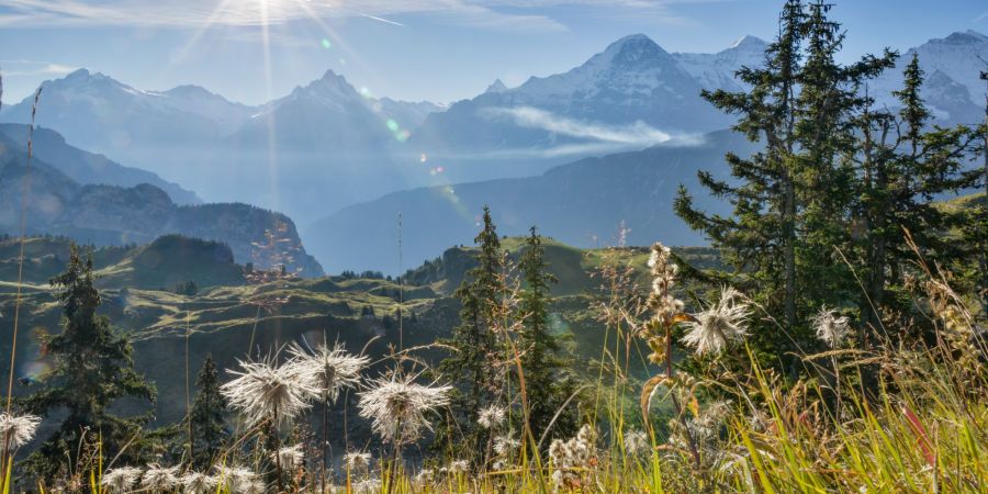 Schynige Platte Wanderung