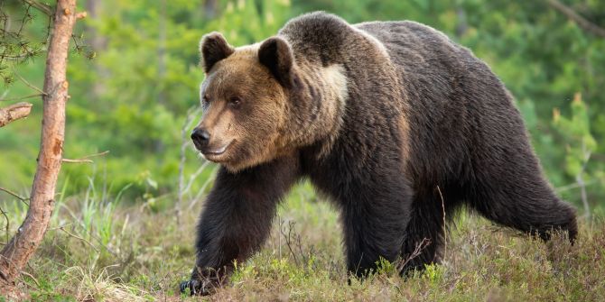 Braunbären