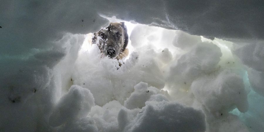 Europäische Lawinenwarndienste ziehen eine düstere Bilanz. (Archivbild)