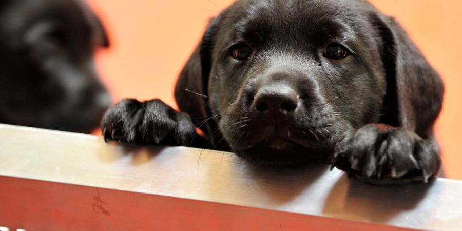 Ein 33-jähriger Mann hat im Internet Hundewelpen mit angeblich Schweizer Herkunft angeboten. Die Tiere stammten in Wahrheit aber aus Südosteuropa. Dafür kommt er nun in Zürich vor G...