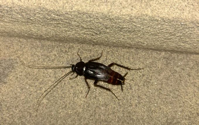 Cockroach alarm in Bern church – expert warns