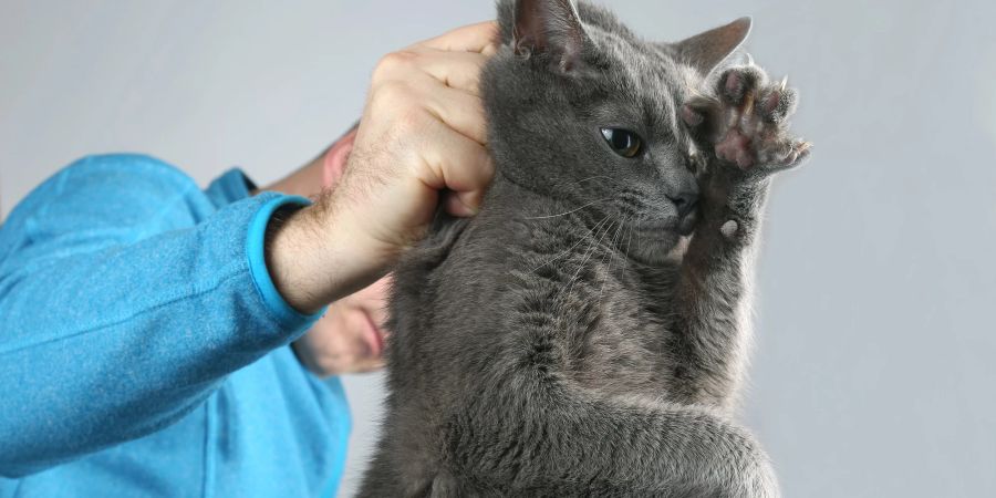 Katze wird am Nacken gepackt