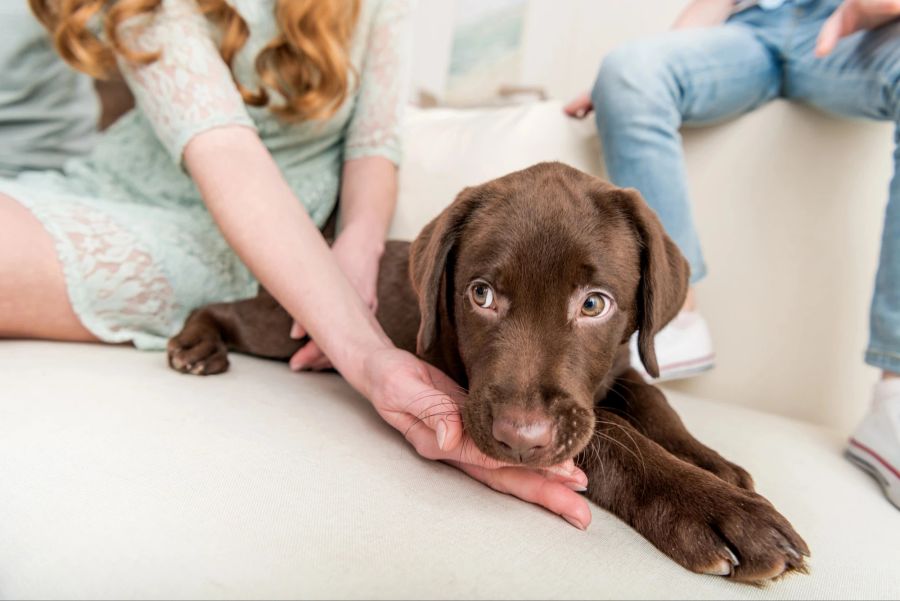 Hund, Mädchenhand