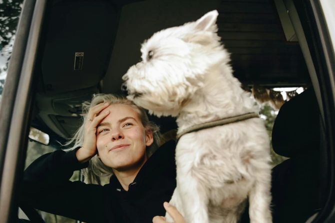 Hund Cockpit