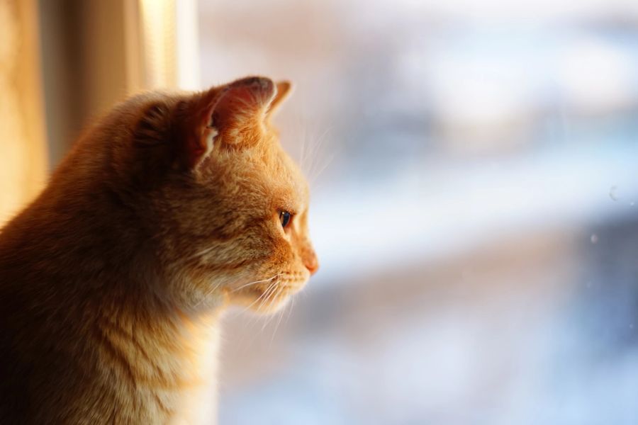 Katze am Fenster