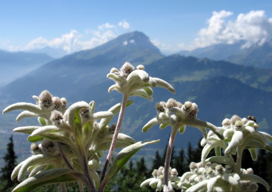Die wohl berühmteste Schweizer Bergpflanze: Das Edelweiss.