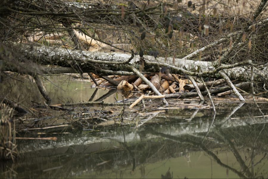 Für die Entfernung von Biberdämmen braucht es die ausdrückliche Erlaubnis des kantonalen Amts für Wald, Jagd und Fischerei.