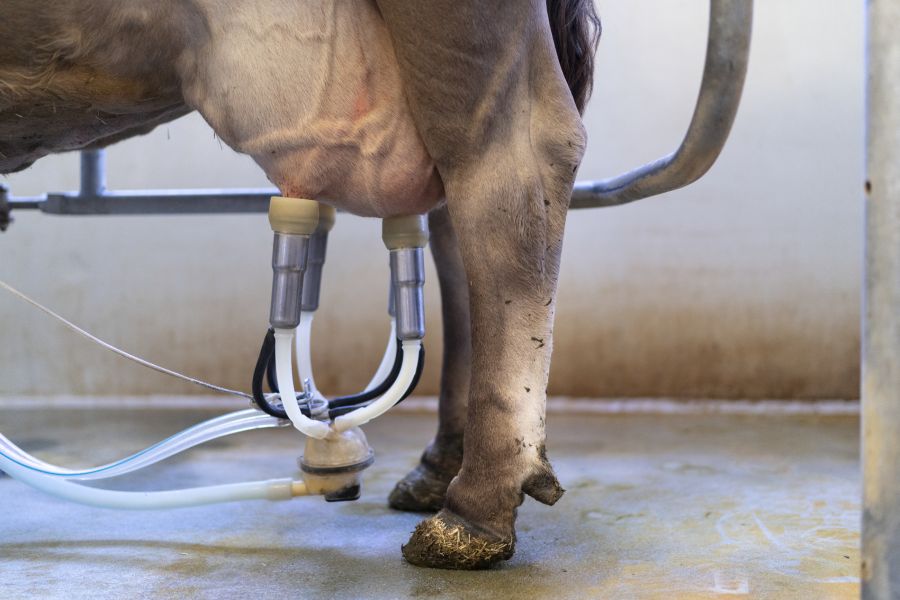 Als überraschend bewerteten die Forschenden eine mögliche Quelle der Verunreinigung: die Melkanlagen selbst.