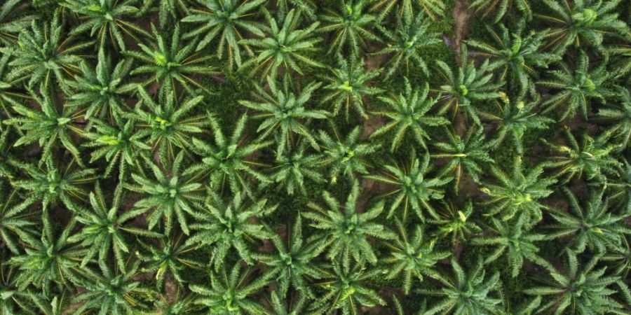 Eine ETH-Studie zeigt: Der Anbau von Ölpalme, Soja und Kokos treibt das Artensterben an. Seit 1995 hat sich der Effekt um 80 Prozent verstärkt, befeuert durch den Konsum.