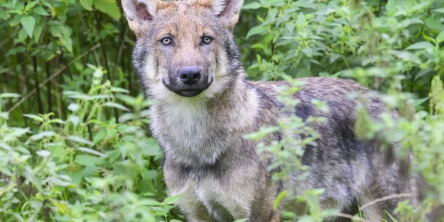 Der Schweizerische Nationalpark will das wissenschaftliche Verständnis für Grossraubtiere wie den Wolf schaffen. (Symbolbild)