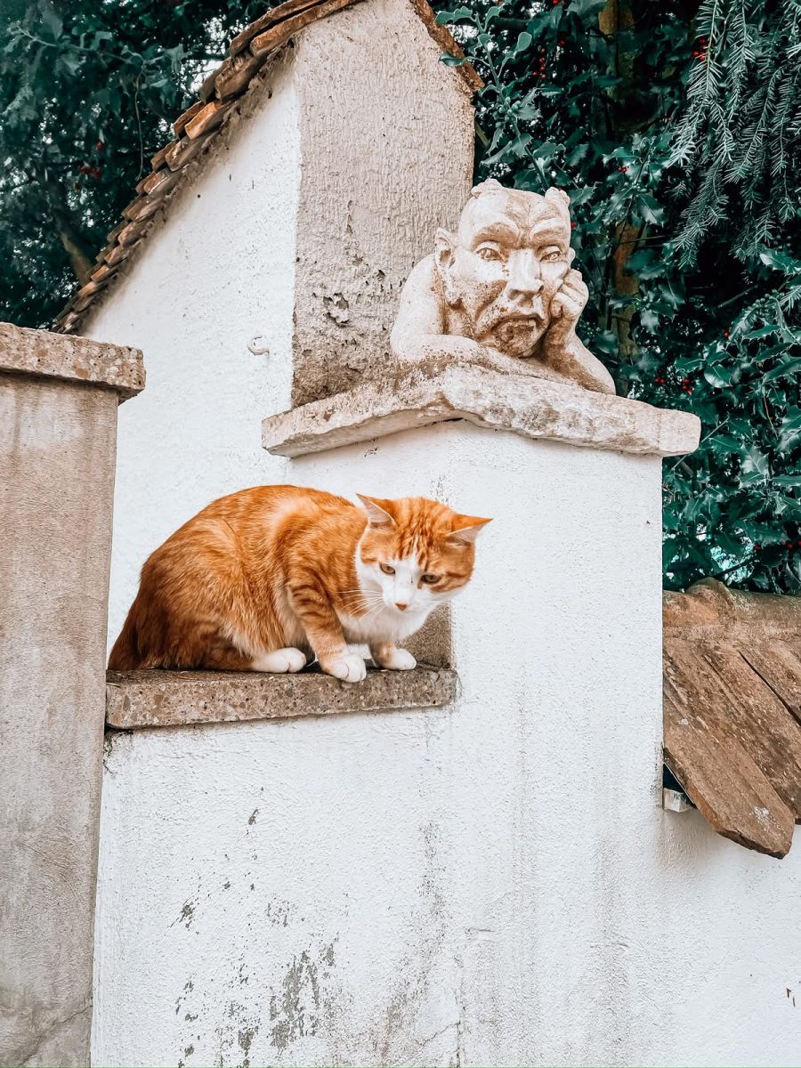 Berner Hauskatzen sollen künftig gechippt und registriert werden.