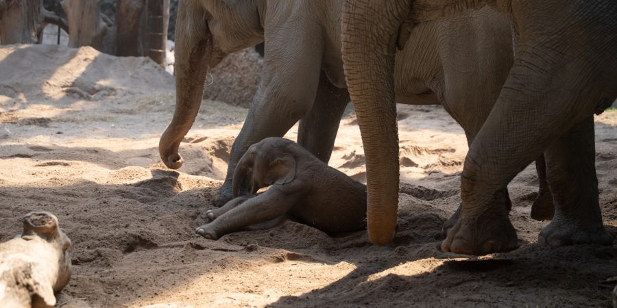 Zoo Zürich Elefant