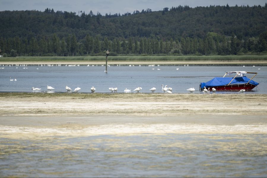 bodensee