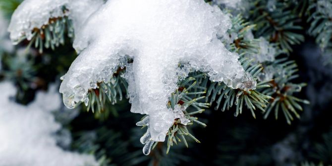 Tanne Nadelbaum Schnee Tau