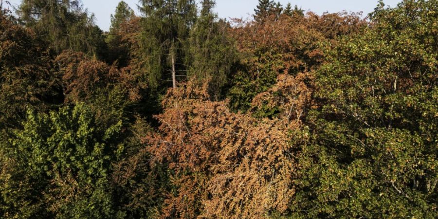 Die Trockenheit macht den Wald zur Gefahrenquelle. (Symbolbild)
