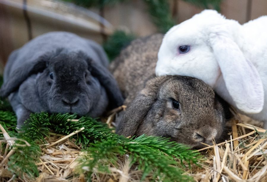 2024 nahmen Tierheime und Auffangstationen laut dem Schweizer Tierschutz mit über 2000 knapp 220 mehr Nager und Kaninchen auf als 2023.