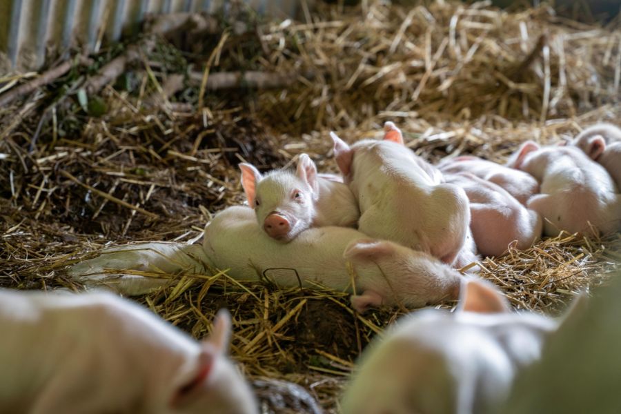 Tierschutz