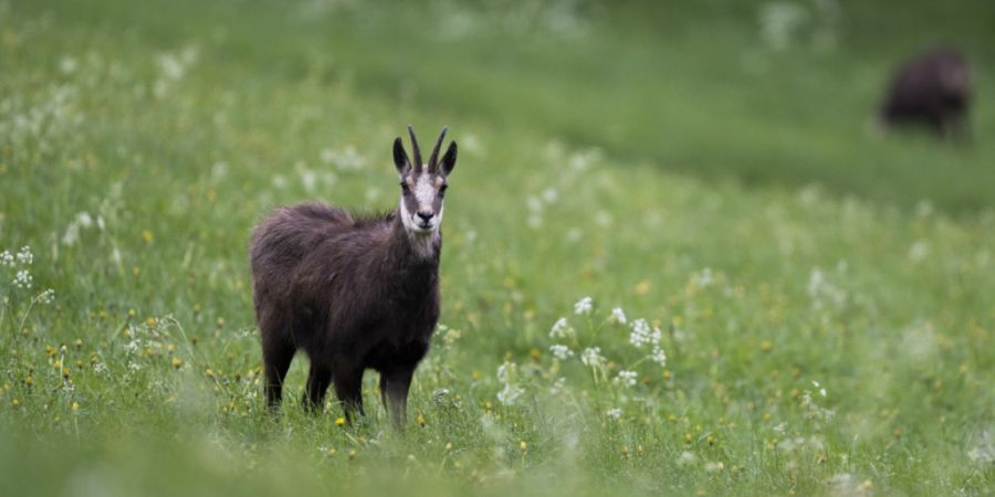 Der Nidwaldner Regierungsrat hat für die kommende Jagdsaison 71 Stück Gämswild zum Abschuss freigegeben. (Symbolbild)