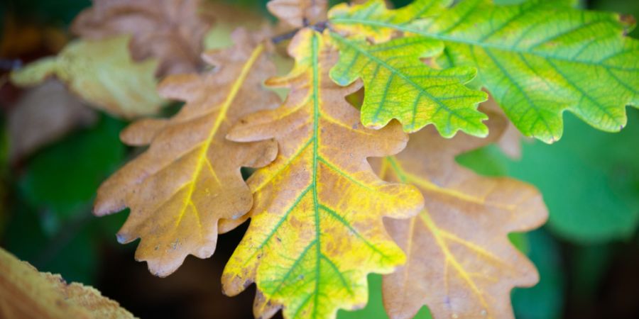 Herbst oder Hitze? Braune Blätter können auf irreversible Hitzeschäden hinweisen – oder auf kontrollierte Blattalterung, wie sie im Herbst passiert. Forschende der WSL warnen davor...