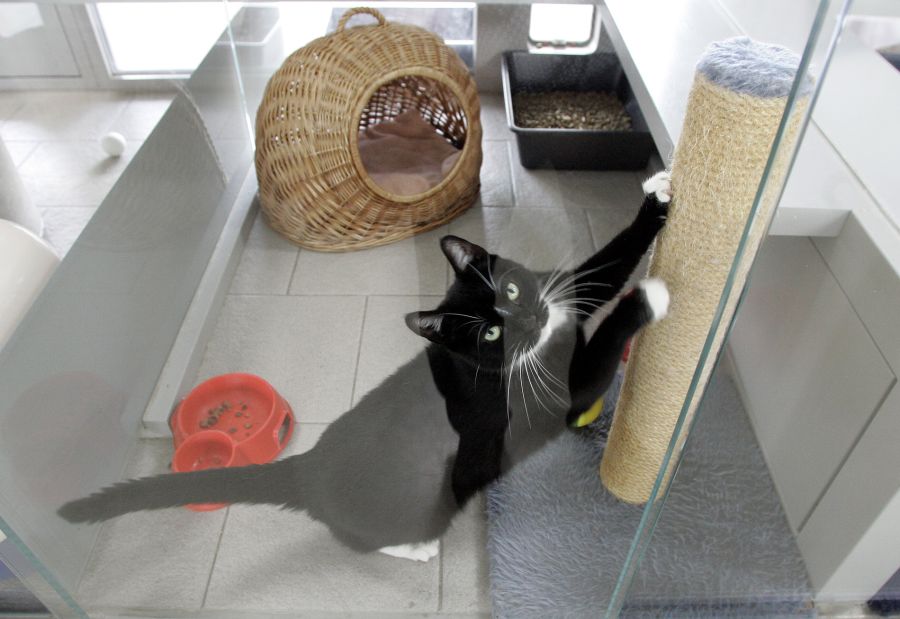 Katzen