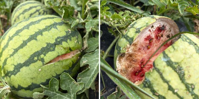 Wassermelone