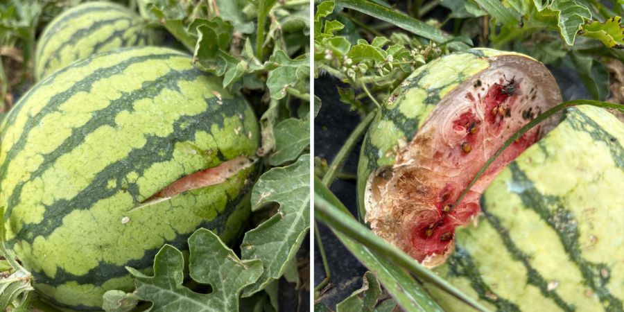 Wassermelone