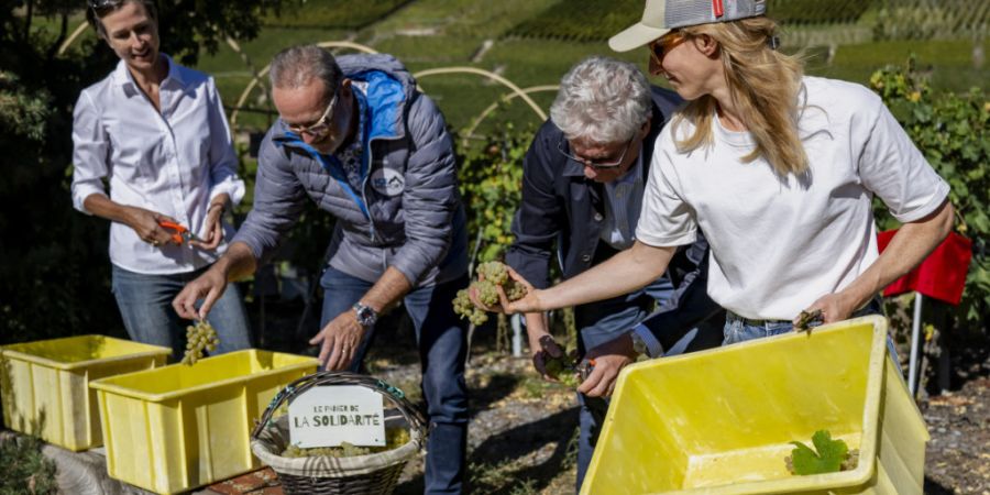 Die diesjährige Weinlese lief unter dem Motto «Unsere Gletscher». Aus diesem Anlass wurden vier Wissenschaftlerinnen und Wissenschaftler eingeladen. (Archivbild)