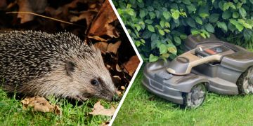 igel in basel