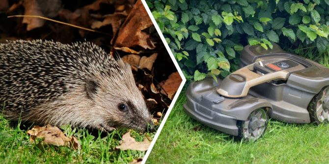 igel in basel
