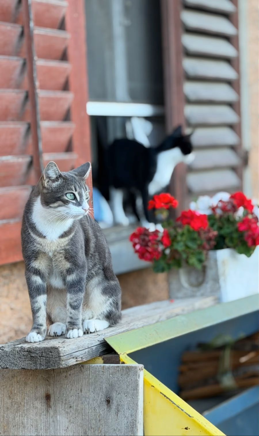 katze