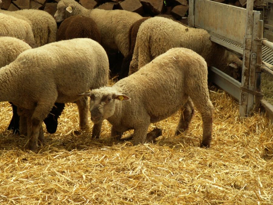 Moderhinke geht mit starken Schmerzen einher. Die Tiere liegen vermehrt oder stützen sich auf den Vorderknien ab.