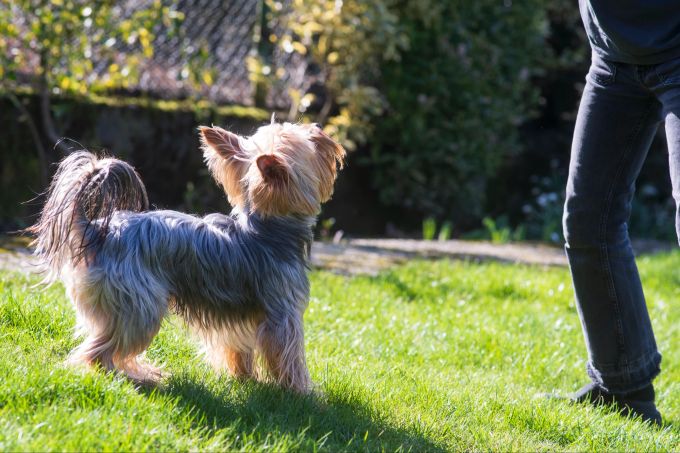 Wer verreist, sollte sich rechtzeitig um eine kompetente Hundebetreuung kümmern ‒ und die kostet Geld. Hund im Freien, Beine eines Menschen