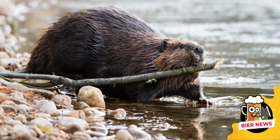 Biber holz Fluss