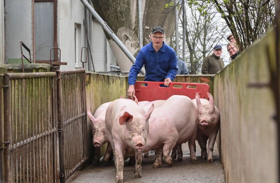 Unter anderem lud er Tiere ab, trieb und betäubte sie. (Symbolbild)