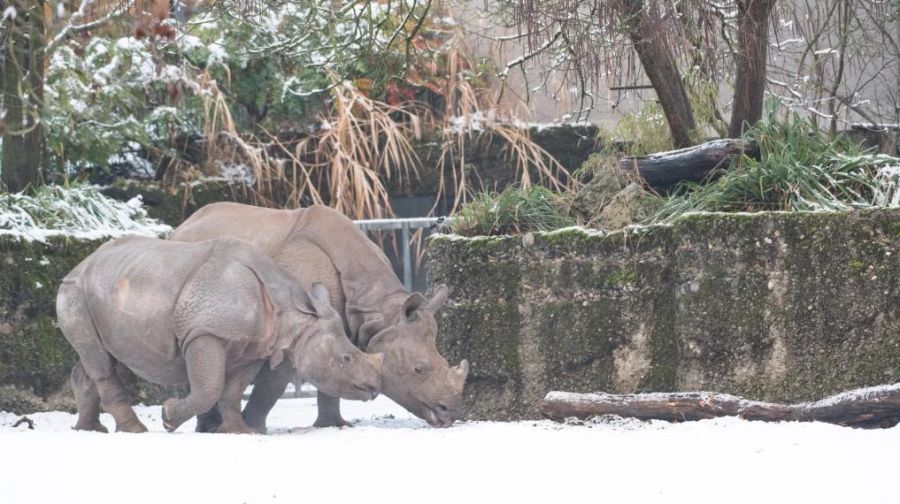 Im Basler Zoo betrat ein verwirrter Mann im Februar das Nashorngehege und streichelte eines der grossen Tiere.