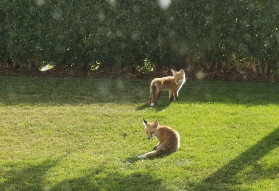 Auch in einem Garten in Freiburg haben es sich zwei junge Füchse gemütlich gemacht.