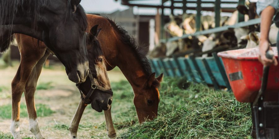 Die Behandlung von Mauke bei Pferden zielt darauf ab, die Entzündung zu reduzieren.