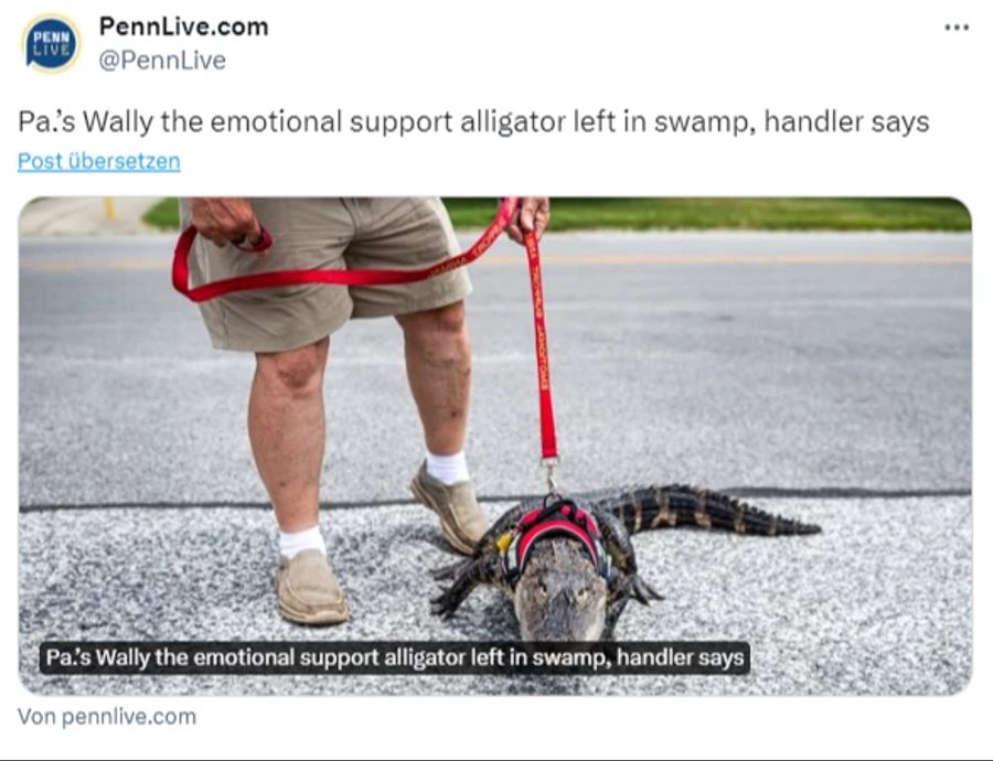 Alligator vermisst