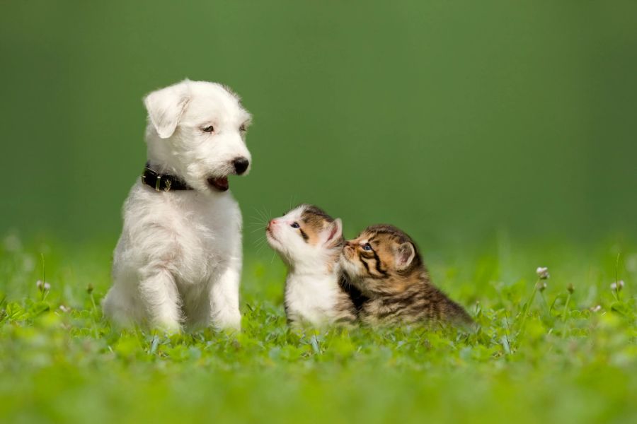 Am engsten werden die Freundschaften, wenn sich die Tiere seit der Geburt kennen.