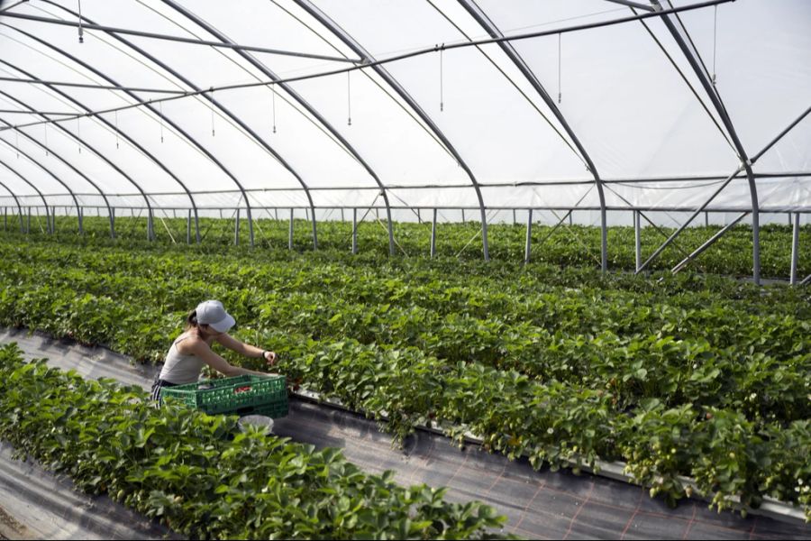 Das Coop-Inserat mit dem Titel «Jetzt ist Beerenzeit» kritisieren Schweizer Beerenproduzenten.